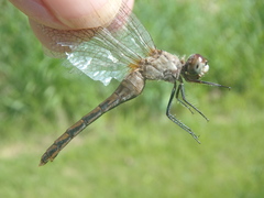 Sympetrum obtrusum