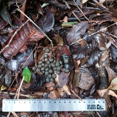 Sylvilagus brasiliensis