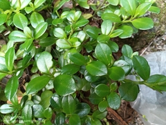 Peperomia urvilleana