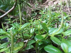 Peperomia urvilleana