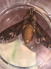 Poecilanthrax arethusa