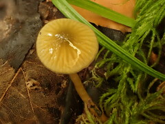 Gliophorus psittacinus