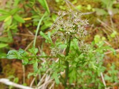 Cnidium cnidiifolium