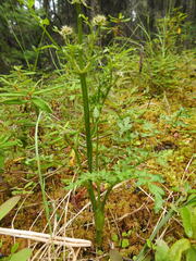 Cnidium cnidiifolium