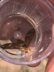 Poecilanthrax arethusa