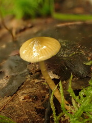 Gliophorus psittacinus