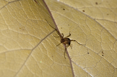 Oligolophus tridens