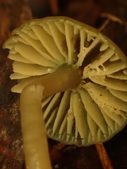 Gliophorus psittacinus