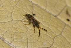 Scolopostethus