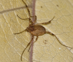 Oligolophus tridens