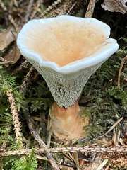 Hydnellum aurantiacum