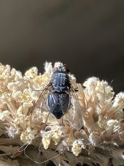 Calliphora