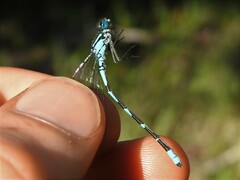 Enallagma annexum