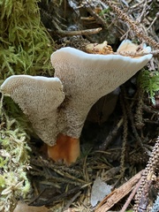 Hydnellum aurantiacum