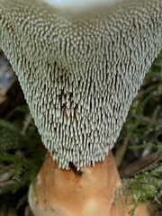 Hydnellum aurantiacum