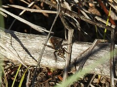 Cyrtopogon