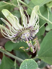 Passiflora affinis