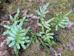 Polypodium scouleri