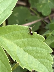 Prenolepis imparis