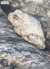 Hyla arenicolor