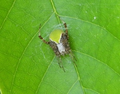 Araneus detrimentosus