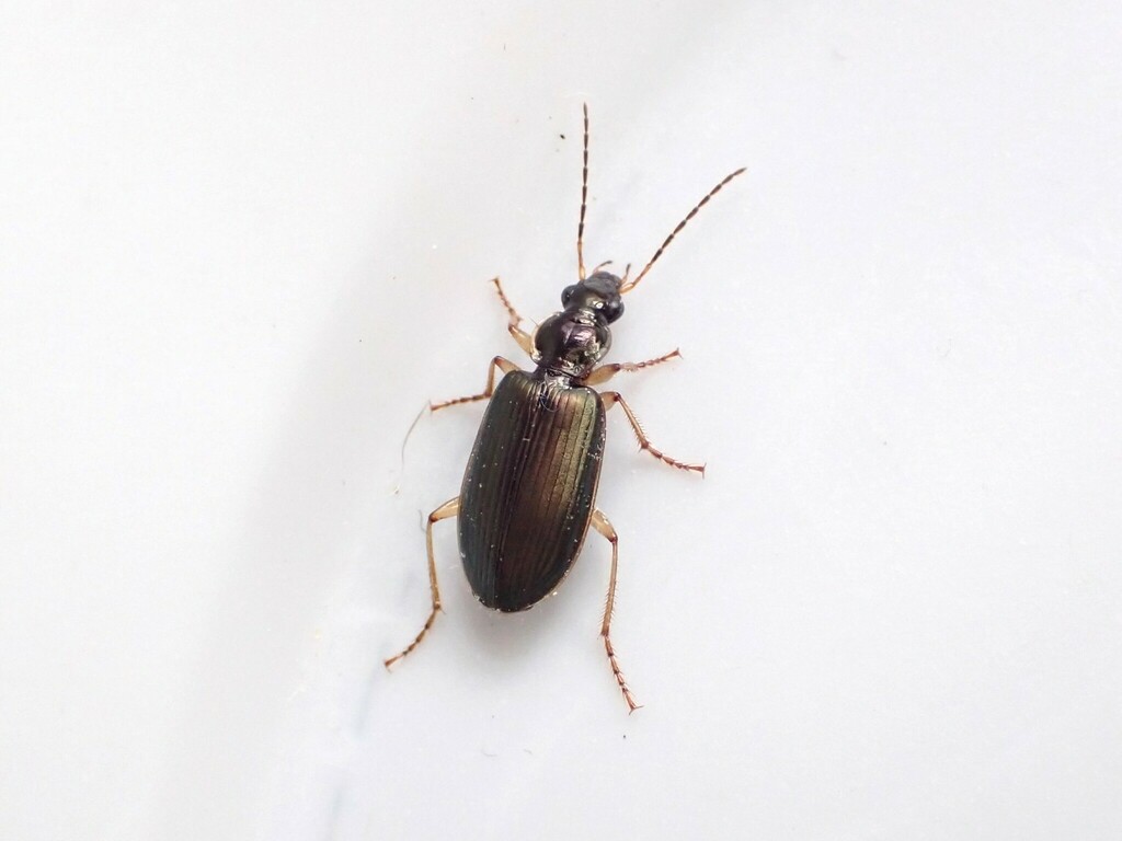 Submetallic Ground Beetle
