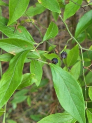 Vaccinium corymbosum