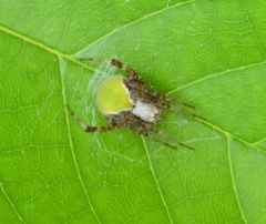 Araneus detrimentosus