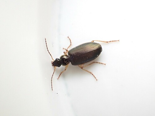 Submetallic Ground Beetle photo 5