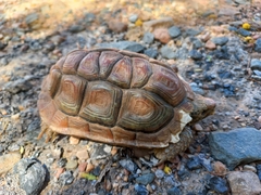 Homopus areolatus