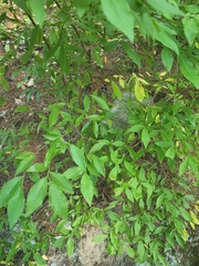 Vaccinium corymbosum