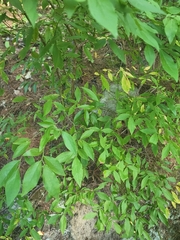 Vaccinium corymbosum