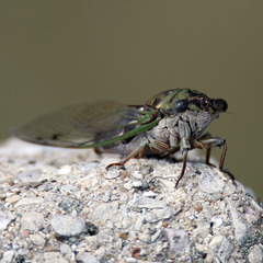 Neotibicen pruinosus