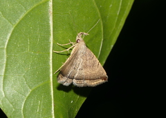 Lysimelia lucida