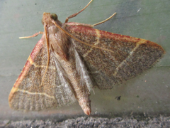 Hypsopygia glaucinalis