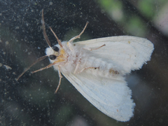 Hyphantria cunea