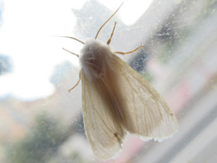 Hyphantria cunea