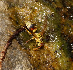 Ropalidia romandi