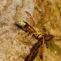 Ropalidia romandi