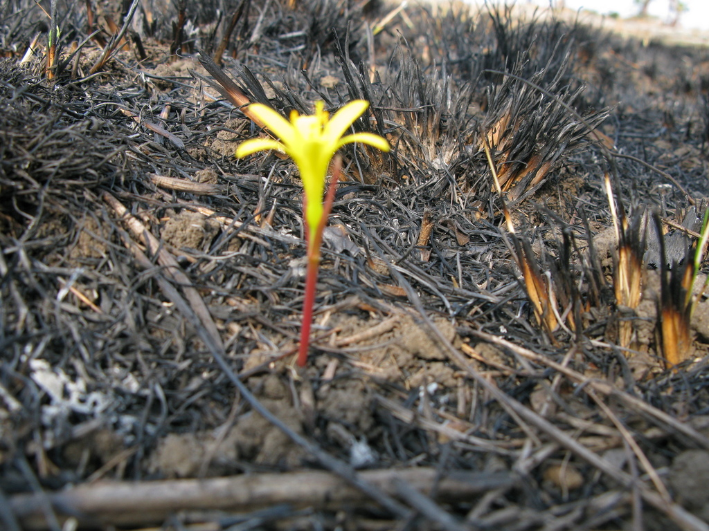 Cyrtanthus breviflorus, Kwazulu-Natal, Port Edward, uMtamvuna Nature Reserve