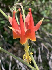 Aquilegia eximia