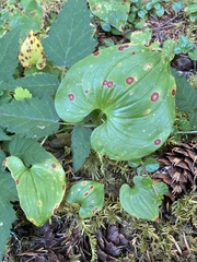 Maianthemum dilatatum
