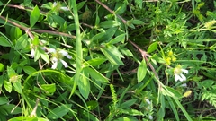 Richardia grandiflora