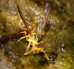 Ropalidia romandi
