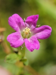 Geranium core-core