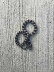 Lampropeltis triangulum