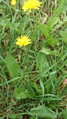 Taraxacum officinale