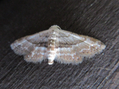Araeopteron amoena