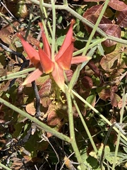 Aquilegia eximia