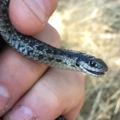 Thamnophis ordinoides